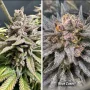 Насіння конопель Blue Zushi® NEW! від Dutch Passion